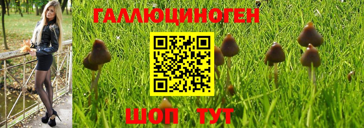 Новозыбков  Псилоцибиновые грибы мухоморы  Вход с VPN 